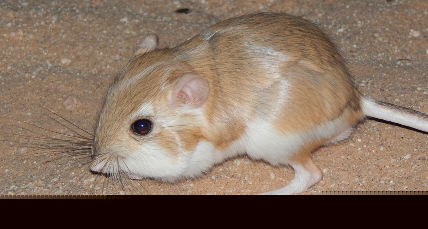 Comment on Watch a desert kangaroo rat drop-kick a rattlesnake by Which venomous snakes strike the quickest? - YACAK
