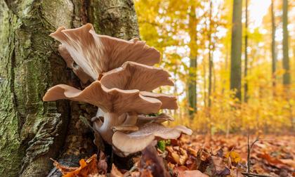 Mushrooms Clean Up Toxic Mess, Including Plastic. So Why Aren’t They Used More?