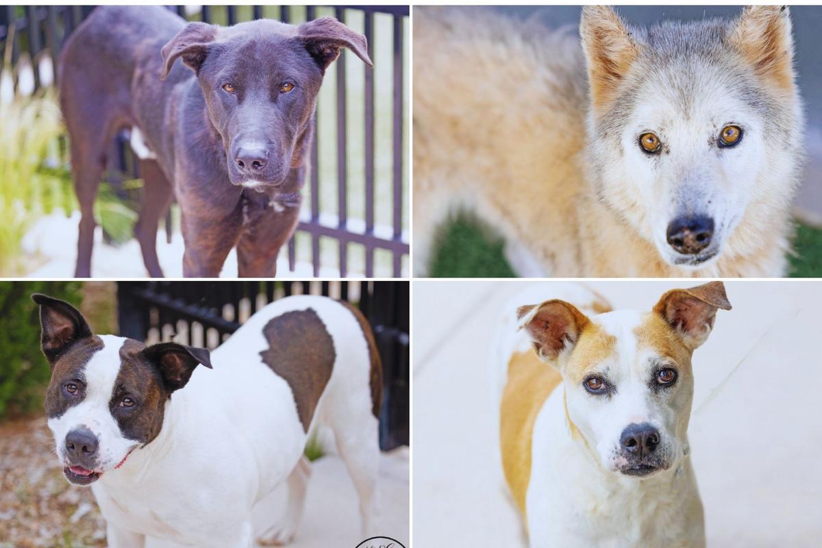 Meet This Week’s Texas Dogs of the Week Looking for Forever Homes in Abilene