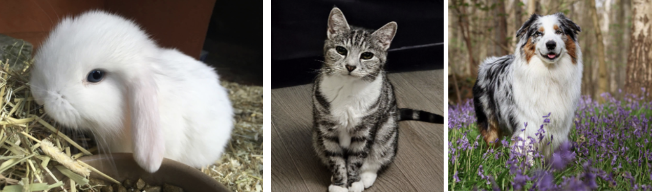 Festival Leisure Park crowns its prettiest pet after 5,000 public votes