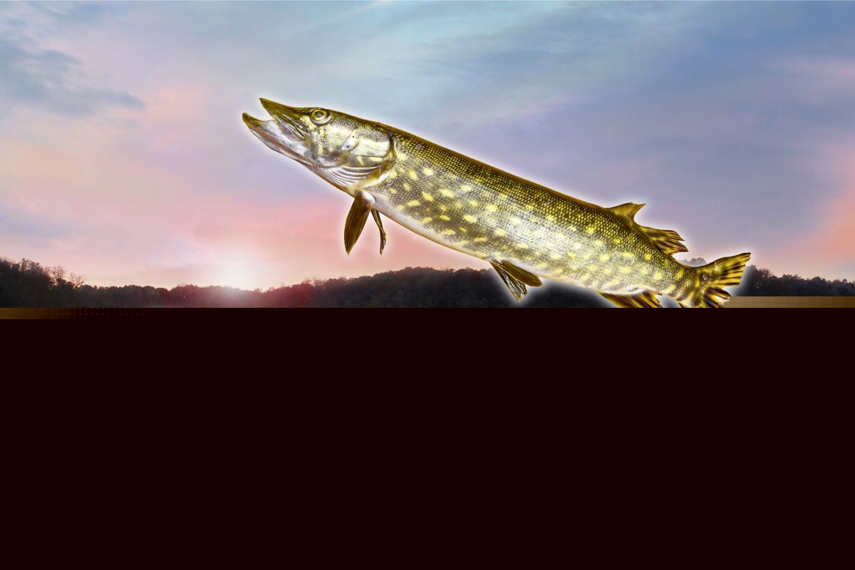 Weirdly-Named Apex Predator Thrives in Kentucky Lakes
