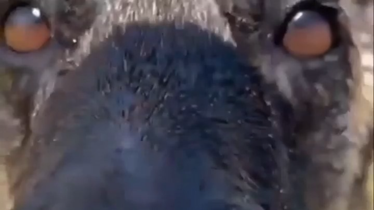 From chains to freedom: Minki the dog’s remarkable rescue story