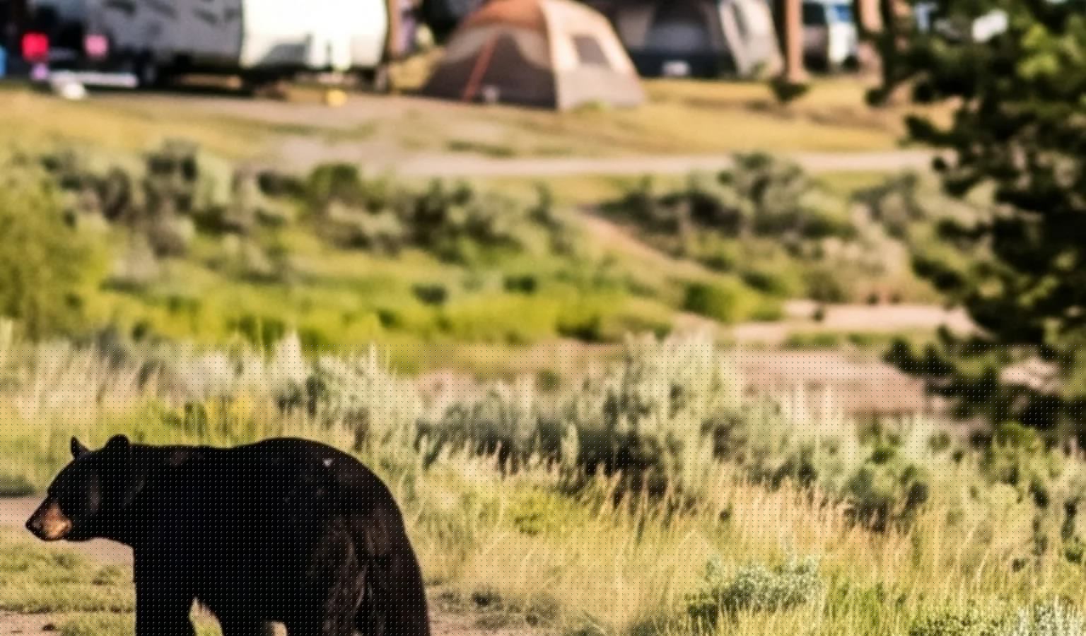 Recent Bear Sighting at Tongue River Marina