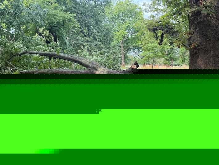 wanttoremainanon replied to Konrad B's discussion Tree down in Finsbury Park Krankbrother event area