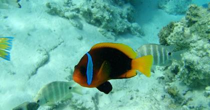 Lagoons of New Caledonia: Reef Diversity and Associated Ecosystems
