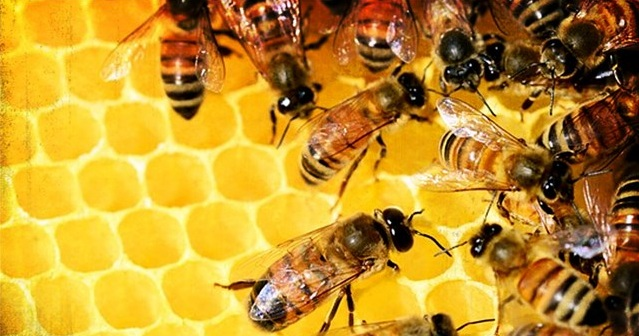 You can help protect pollinators!