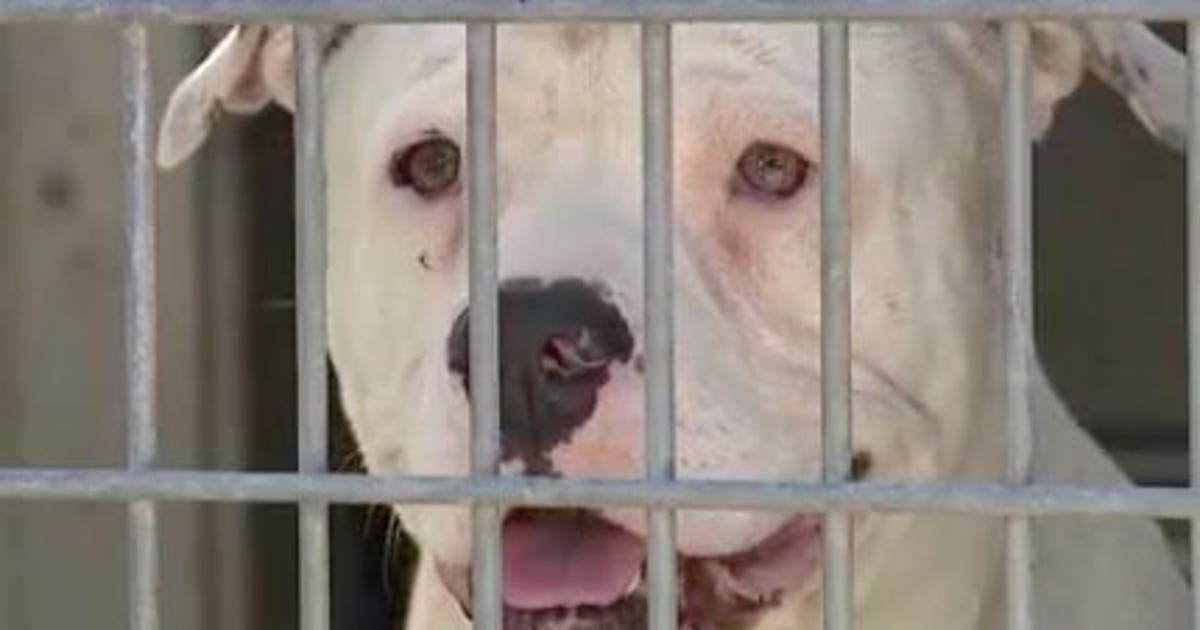Fake OC animal charity founder charged after dozens of dogs rescued from hot cars