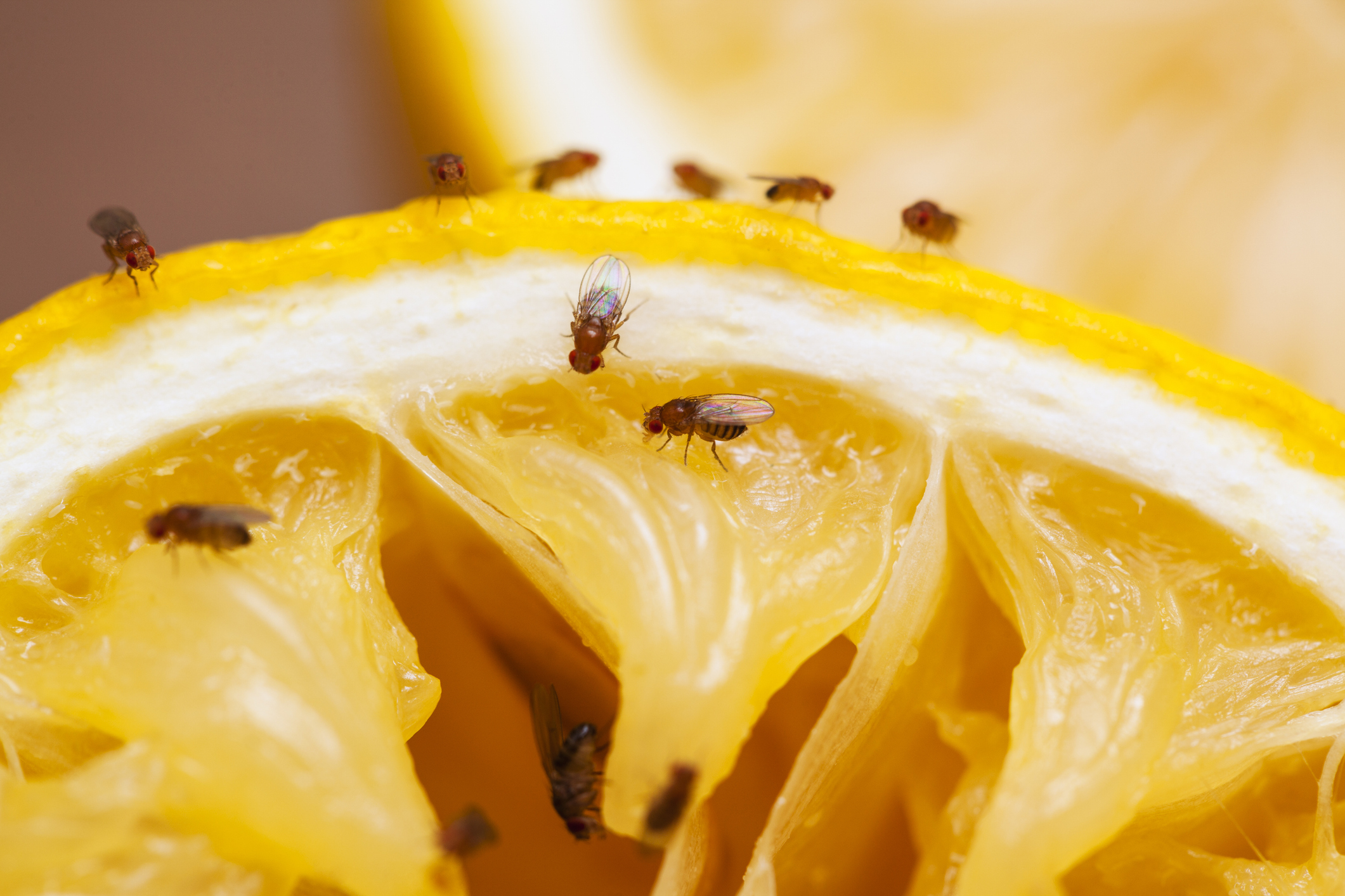 Lunchbox concern for fruit fly officials
