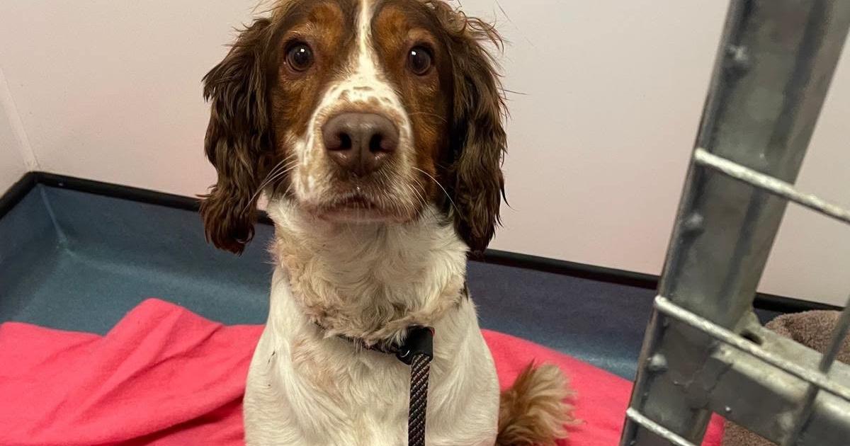 Police hunt for owner of springer spaniel found alone near Tinto Hill