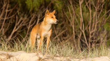 In killing K’gari dingoes, we prove we value holidays and tourism over natural life