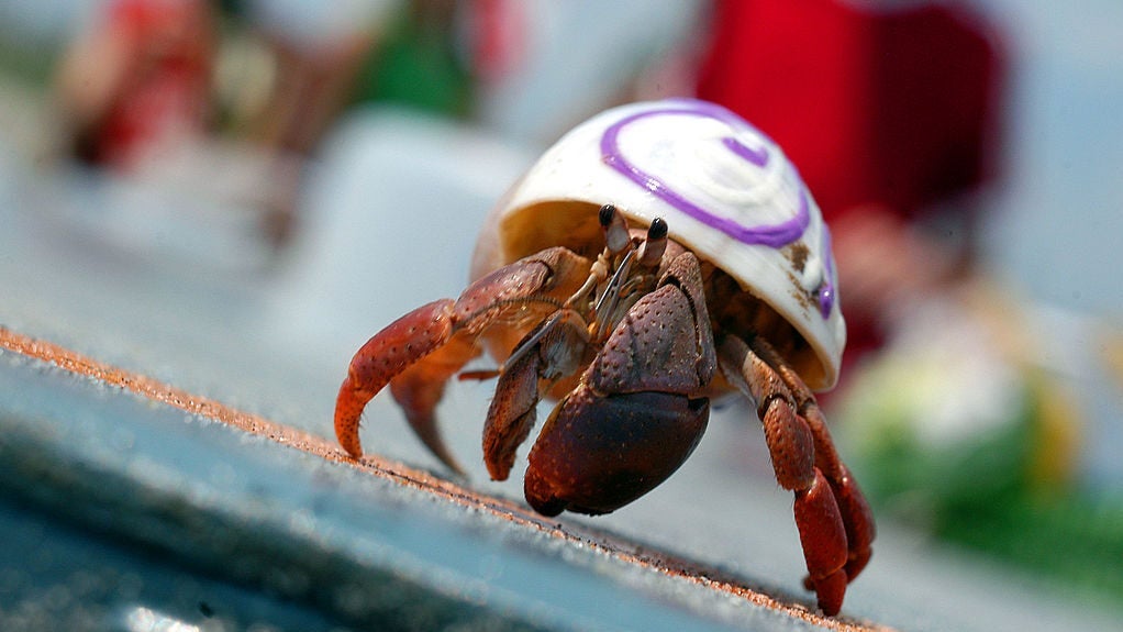 PETA Urges New Jersey City to Replace Hermit Crab Events With Robot Races
