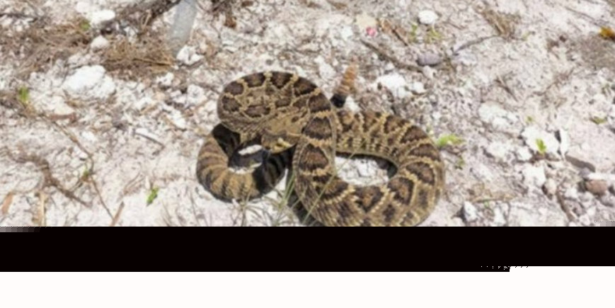 Comment on Ministry: “No Evidence Found” Of Rattlesnake by Gerald