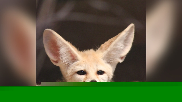 The World's Cutest Animals Ranked from Adorable to Unforgettable