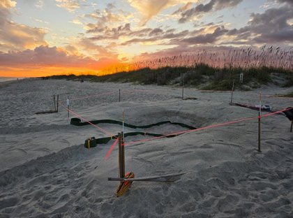 Holden Beach turtle patrol launches adopt-a-nest program
