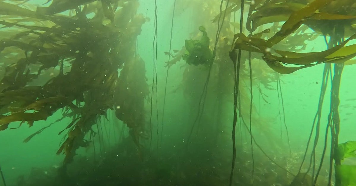 Washington's heat wave has marine scientists keeping a close eye on Puget Sound