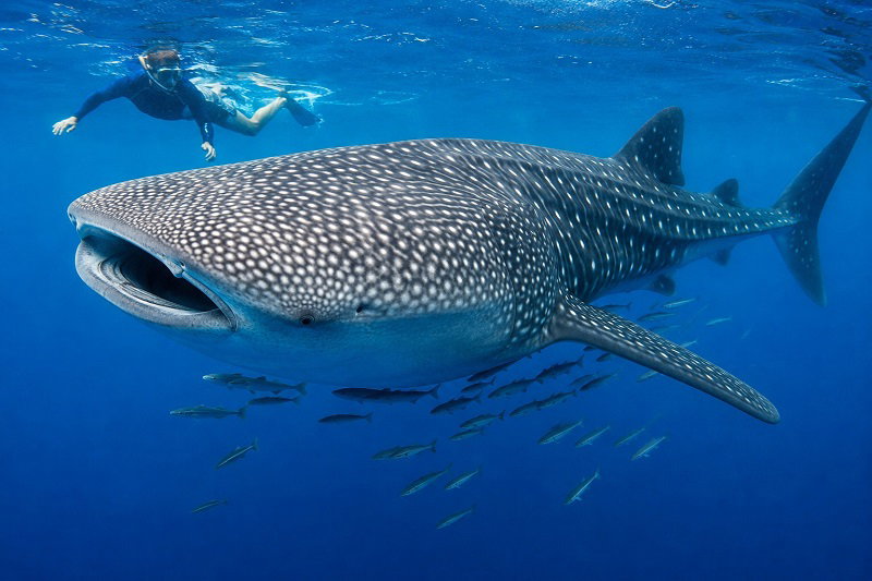 Cameras attached to whale sharks capture krill chases never witnessed before