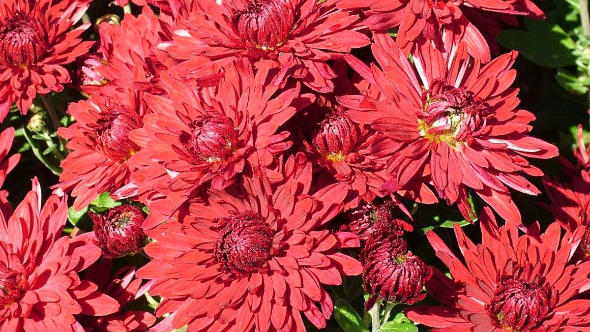 Chrysanthemums are a foolproof autumn flower – here’s how to care for them