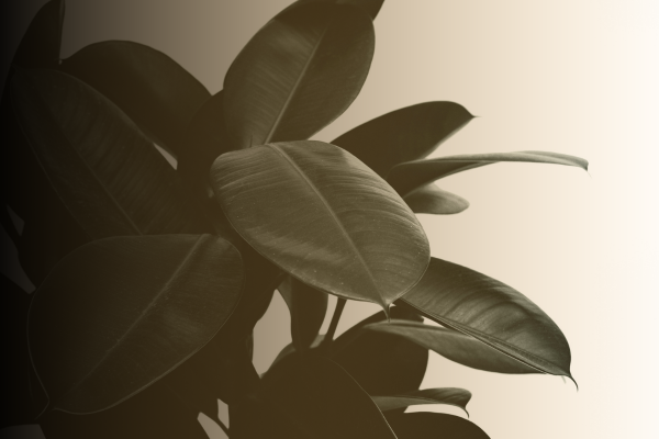 Plant by Leah Browning