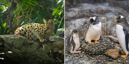 Cutest baby animals born in Mandai Wildlife Group’s parks in 2025, from serval kittens to manatees