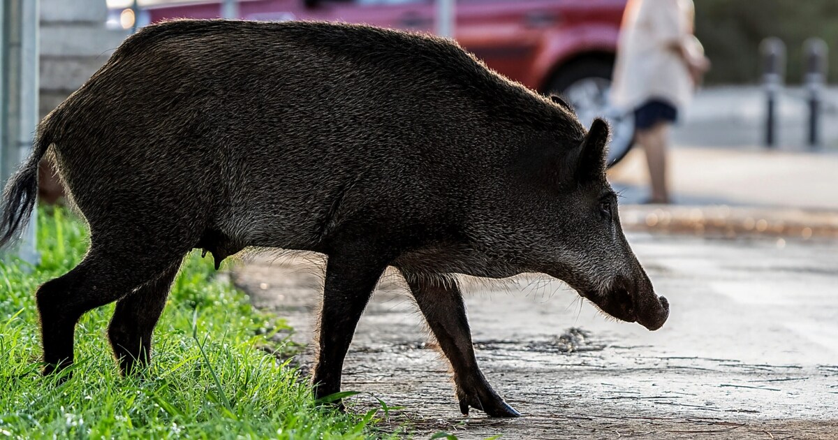 Schrecken und Chaos - Wildschwein legte U-Bahn in Budapest lahm