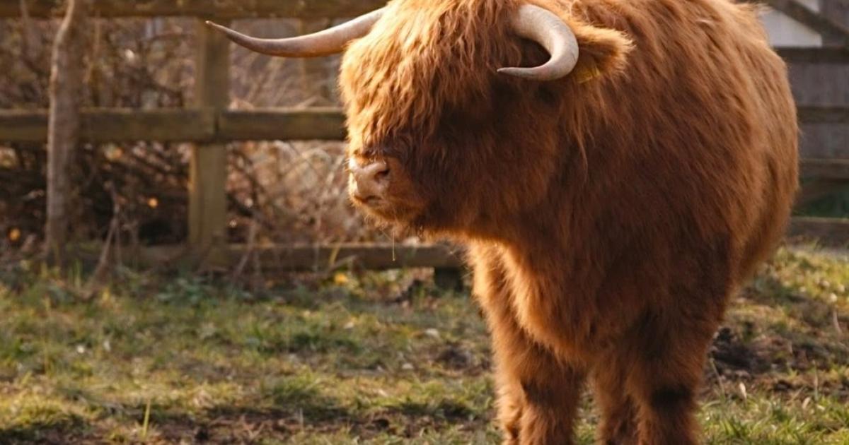 Highland cattle return to south Essex nature reserve as conservation work begins
