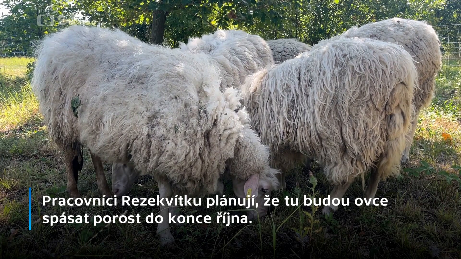 První městská pastva vznikla na Kamenném vrchu v Brně. Trávu a křoviny tam může v jednu chvíli spásat až šedesát ovcí. (video)