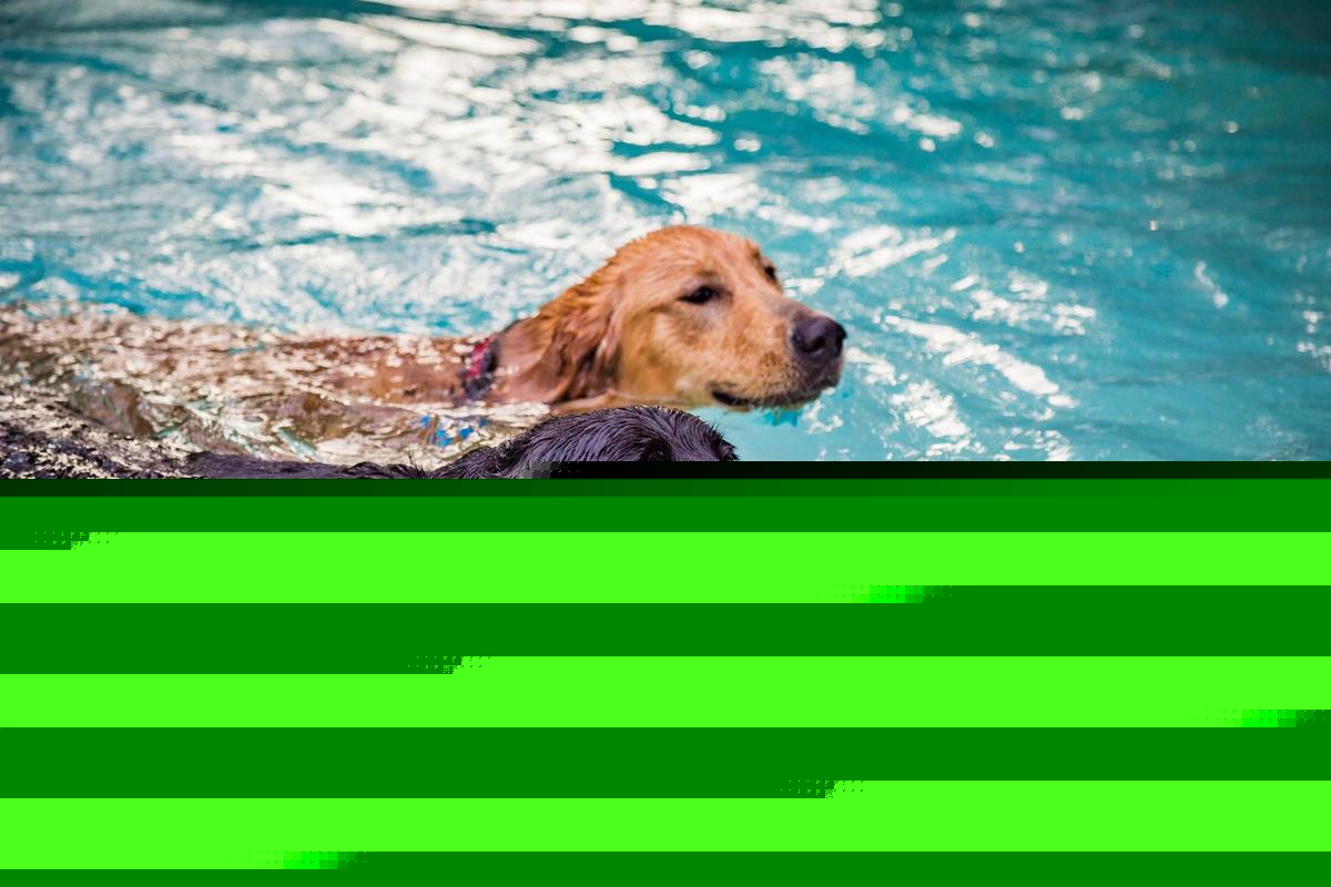 Dogs Get Two Sioux Falls City Pools To Themselves Later This Month