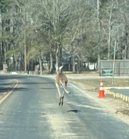 Cleveland police hop to it after kangaroo escapes