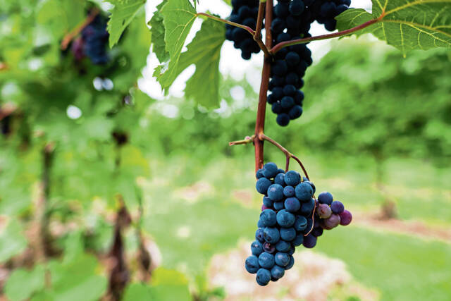 Pa. fruit farmers face crop losses after April freeze, turn to new $10M grant program