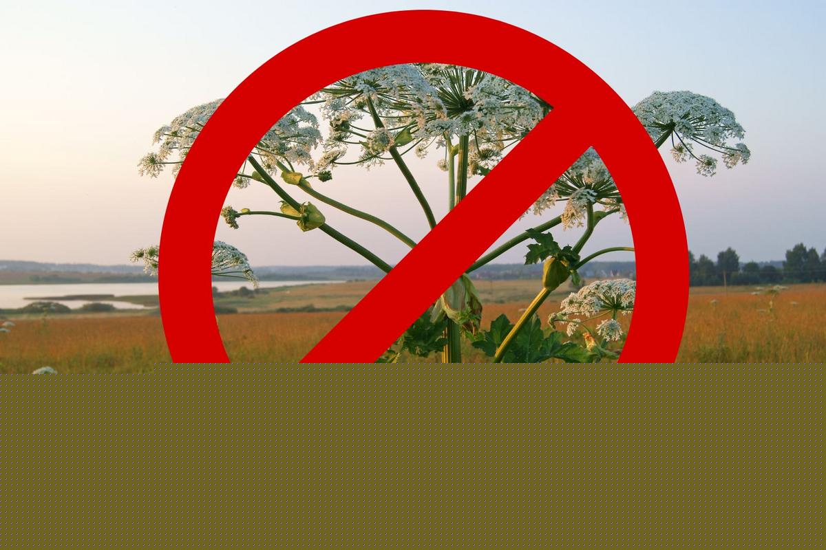 DEC Warns New Yorkers: Don't Touch This Dangerous Plant