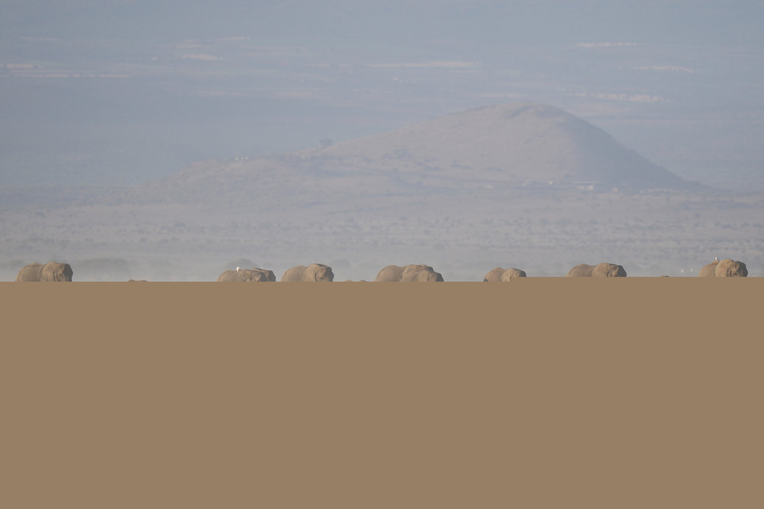 Kenya says 15 elephants died of cyanide poisoning after eating tomatoes from nearby farms