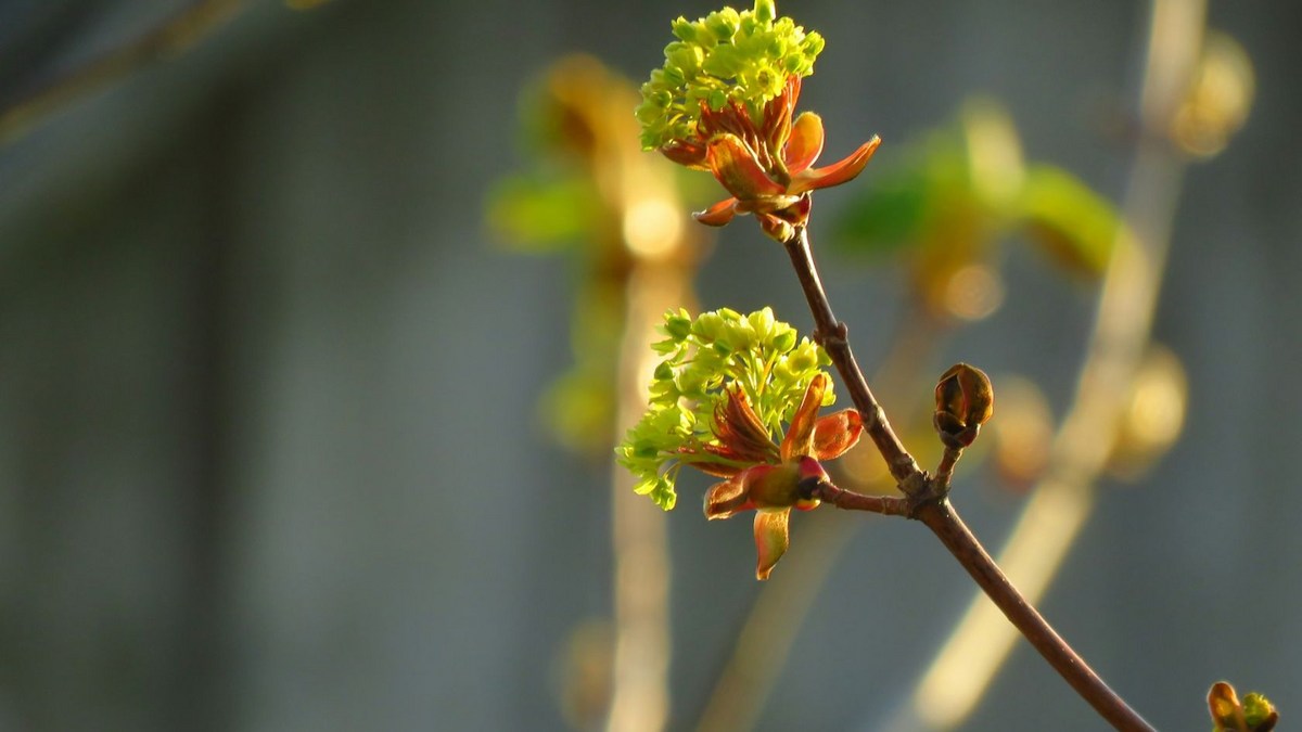 DNR Now Ready To Open Tree Seedling Sales For People In Minnesota