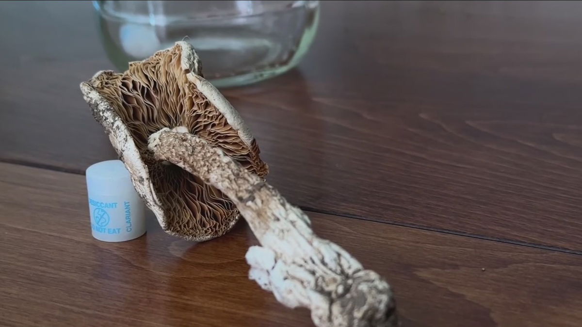 Bay Area man dies after eating poisonous foraged mushroom