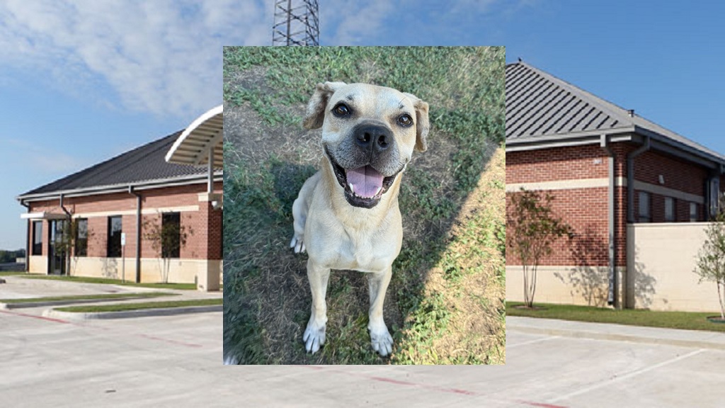 HEMI NAMED PET OF THE WEEK; CLEAR THE SHELTERS MONTH AT BRENHAM PET ADOPTION CENTER