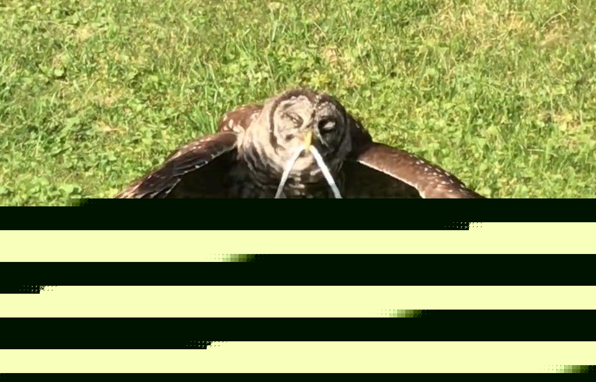Why Owls Are Going Crazy in the Hudson Valley Right Now