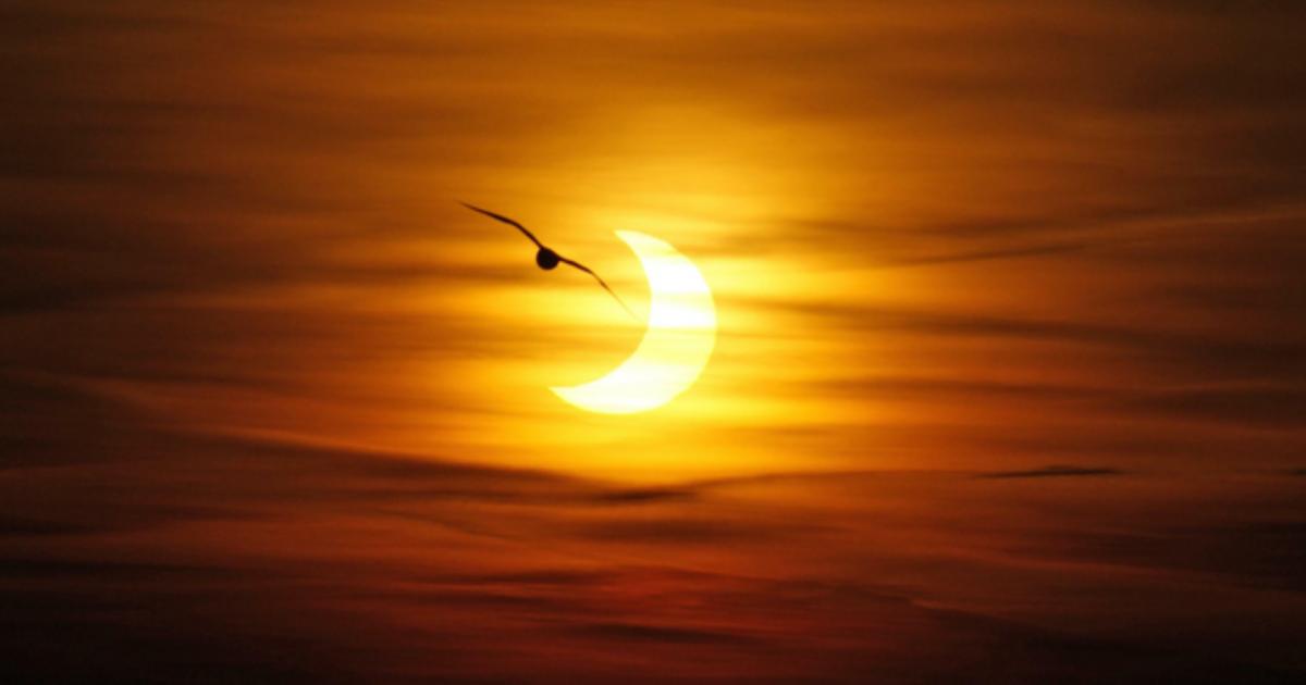 Dog owners warned about solar eclipse coming tomorrow