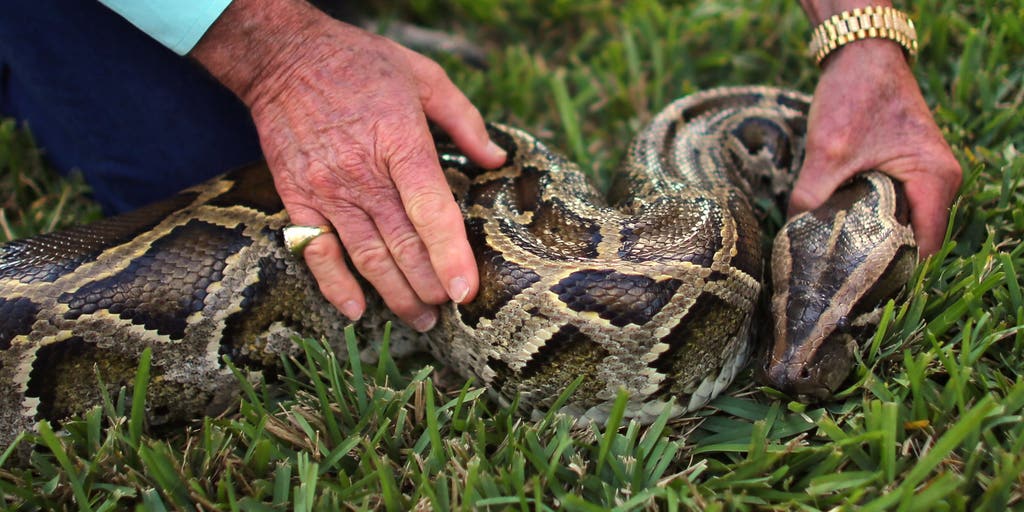 Burmese python population booms near popular Florida tourist area, prompting higher conservation presence