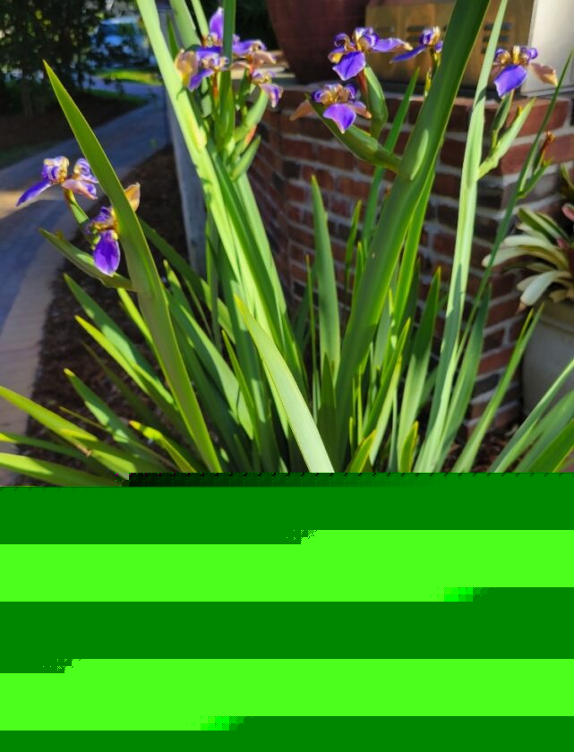 In the Garden: Regina iris is striking example of species