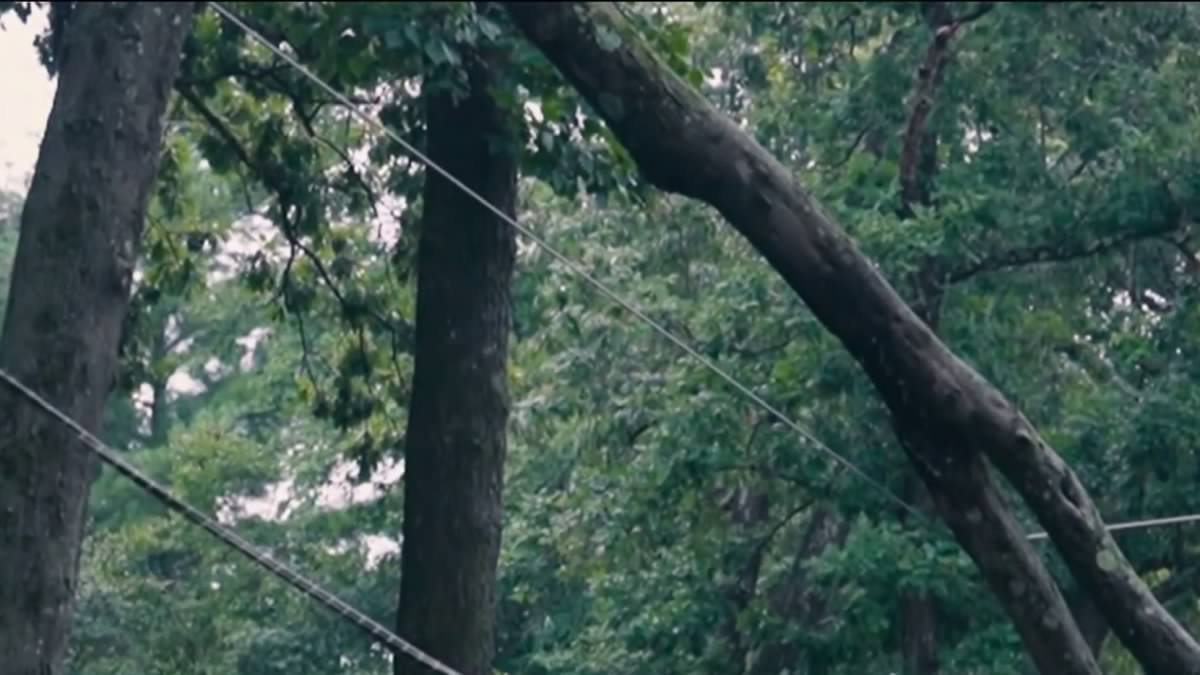 Downed tree sparks fire, power outage in Bethesda during storm