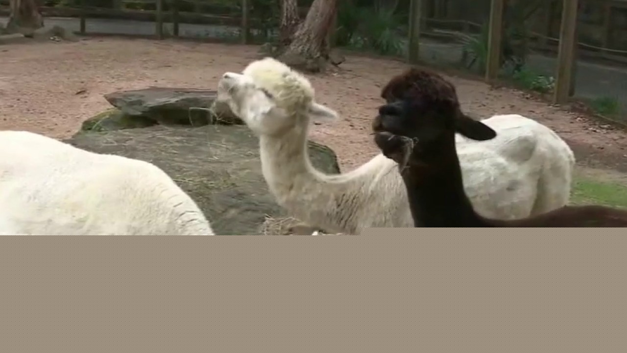 Celebrating National Zookeeper Week at Zoo Atlanta