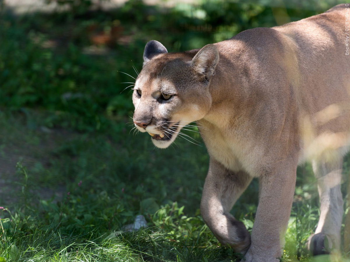 Mountain lion tranquilized in San Francisco, released back into Santa Cruz Mountains
