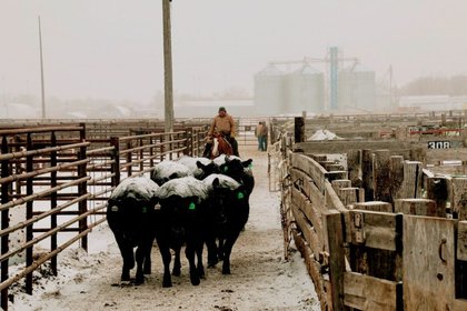 Eco Angus Age Advantage Bull Sale