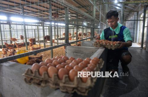 KPPG Semarang Selidiki Dugaan SPPG Beli Telur Ayam di Bawah HAP