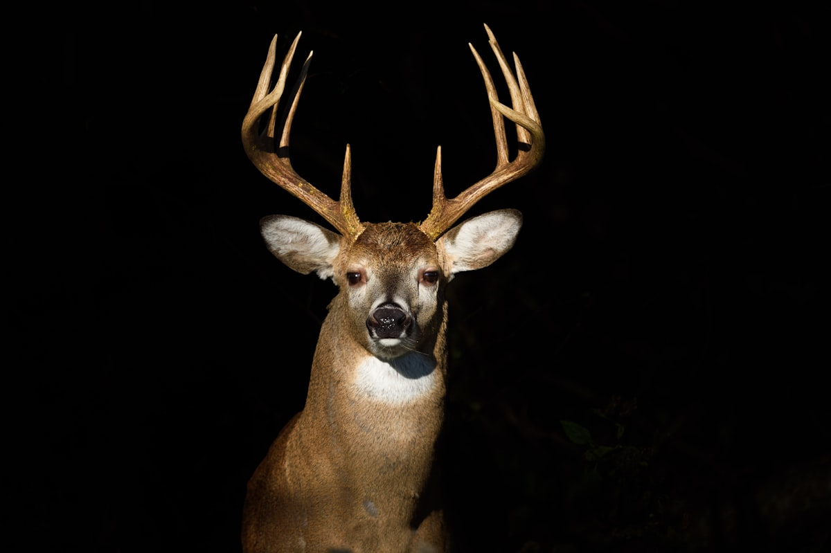 LDWF Cites 3 Acadiana Men in Deer Tag Case