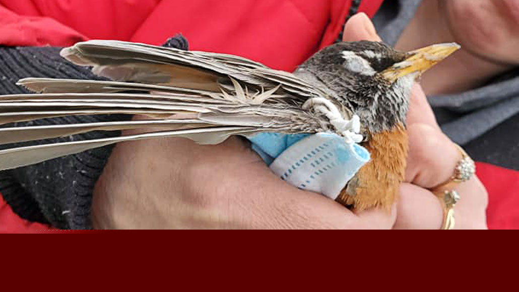Comment on Discarded COVID-19 PPE such as masks can be deadly to wildlife by Frontline Dispatches – May 2021 Vol. III, No. 5 - Conservation Frontlines