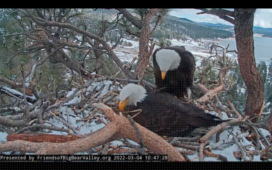 Jackie the bald eagle’s health is improving, environmental org says