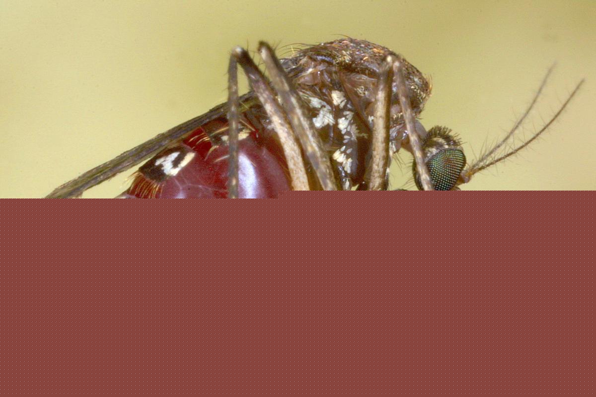 What Parts of Louisiana Have More Positive West Nile Tests in Mosquitoes