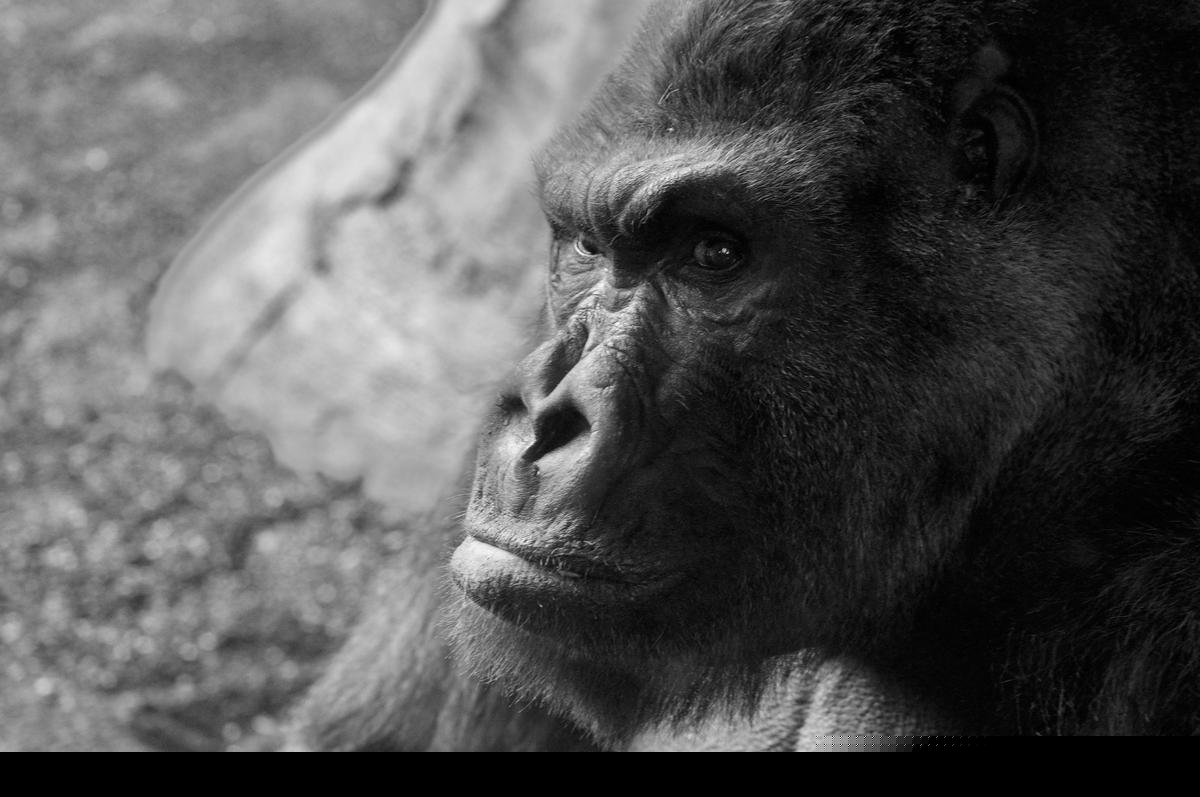 Missouri’s Most Famous Bigfoot Sighting Still Mystifies