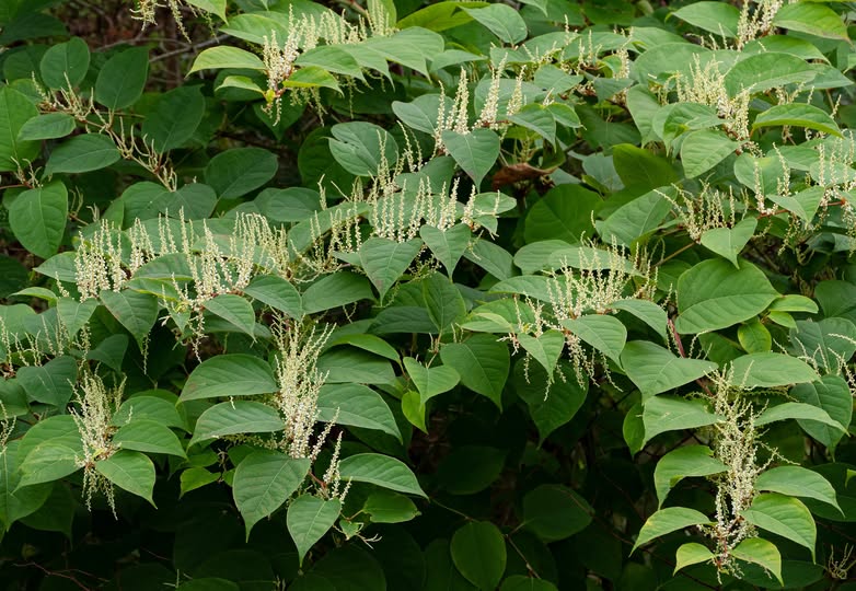 Derry City and Strabane District Council urge public to be aware of Giant Knotweed
