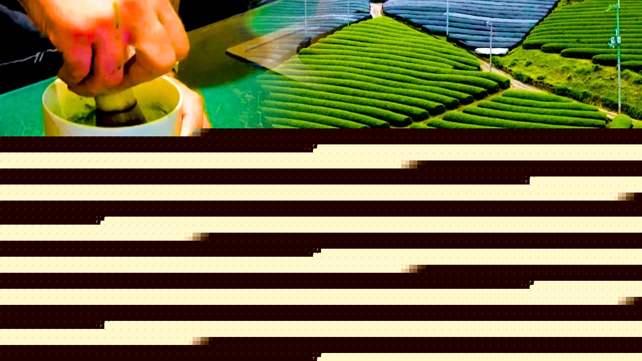 Japan's Agricultural Exports Hit Record High as Green Tea Surges 83.5%
